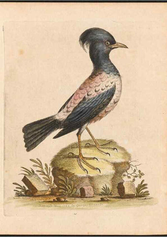 Reproducción/Reproduction 48833297956: A natural history of uncommon birds :. London :Printed for the author, at the College of Physicians in Warwick-Lane,1743-1751.. 