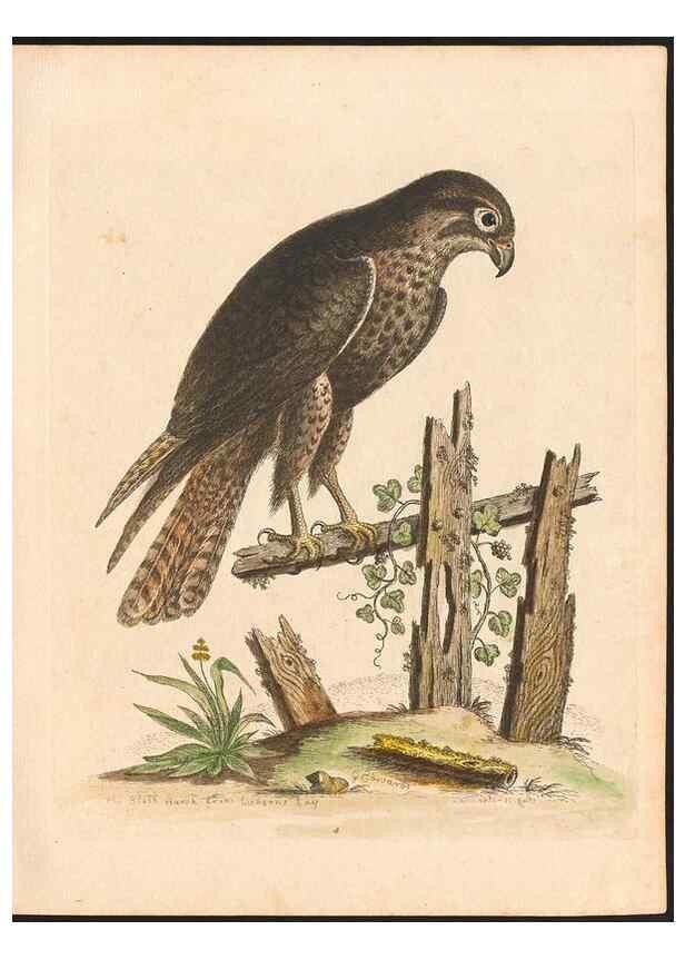 Reproducción/Reproduction 48833291041: A natural history of uncommon birds :. London :Printed for the author, at the College of Physicians in Warwick-Lane,1743-1751.. 