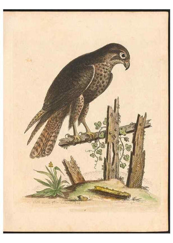 Reproducción/Reproduction 48833291041: A natural history of uncommon birds :. London :Printed for the author, at the College of Physicians in Warwick-Lane,1743-1751.. 