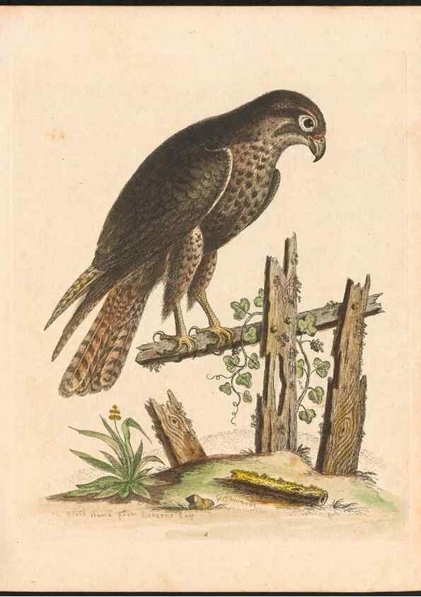 Reproducción/Reproduction 48833291041: A natural history of uncommon birds :. London :Printed for the author, at the College of Physicians in Warwick-Lane,1743-1751.. 