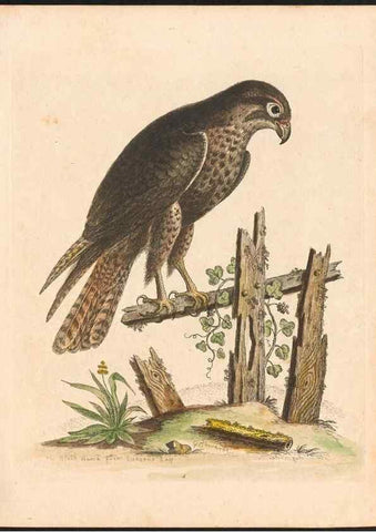 Reproducción/Reproduction 48833291041: A natural history of uncommon birds :. London :Printed for the author, at the College of Physicians in Warwick-Lane,1743-1751.. 