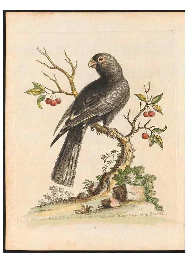 Reproducción/Reproduction 48833459267: A natural history of uncommon birds :. London :Printed for the author, at the College of Physicians in Warwick-Lane,1743-1751.. 