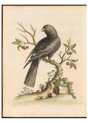 Reproducción/Reproduction 48833459267: A natural history of uncommon birds :. London :Printed for the author, at the College of Physicians in Warwick-Lane,1743-1751.. 