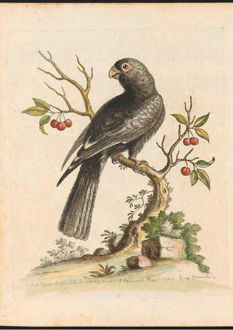 Reproducción/Reproduction 48833459267: A natural history of uncommon birds :. London :Printed for the author, at the College of Physicians in Warwick-Lane,1743-1751.. 