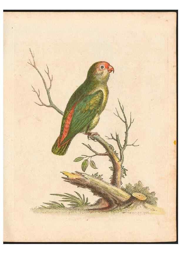 Reproducción/Reproduction 48832920173: A natural history of uncommon birds :. London :Printed for the author, at the College of Physicians in Warwick-Lane,1743-1751.. 