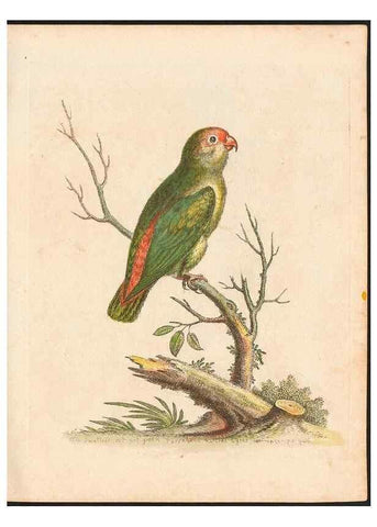 Reproducción/Reproduction 48832920173: A natural history of uncommon birds :. London :Printed for the author, at the College of Physicians in Warwick-Lane,1743-1751.. 