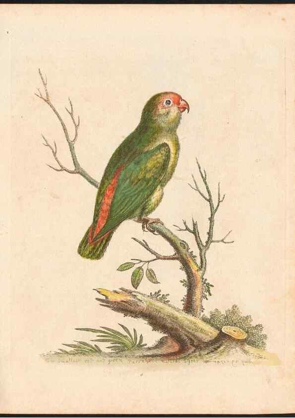 Reproducción/Reproduction 48832920173: A natural history of uncommon birds :. London :Printed for the author, at the College of Physicians in Warwick-Lane,1743-1751.. 