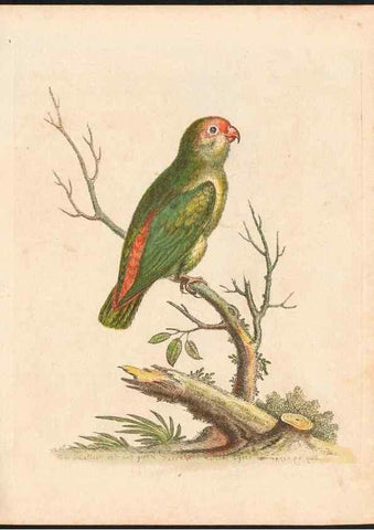 Reproducción/Reproduction 48832920173: A natural history of uncommon birds :. London :Printed for the author, at the College of Physicians in Warwick-Lane,1743-1751.. 