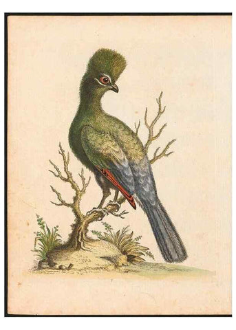 Reproducción/Reproduction 48832920508: A natural history of uncommon birds :. London :Printed for the author, at the College of Physicians in Warwick-Lane,1743-1751.. 