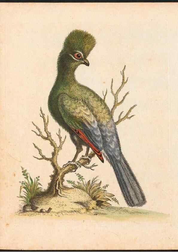 Reproducción/Reproduction 48832920508: A natural history of uncommon birds :. London :Printed for the author, at the College of Physicians in Warwick-Lane,1743-1751.. 