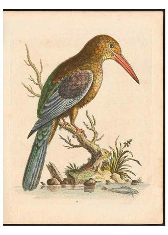 Reproducción/Reproduction 48832920853: A natural history of uncommon birds :. London :Printed for the author, at the College of Physicians in Warwick-Lane,1743-1751.. 