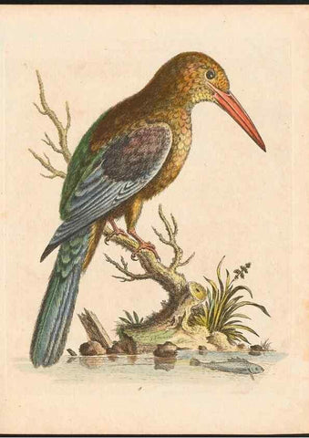 Reproducción/Reproduction 48832920853: A natural history of uncommon birds :. London :Printed for the author, at the College of Physicians in Warwick-Lane,1743-1751.. 