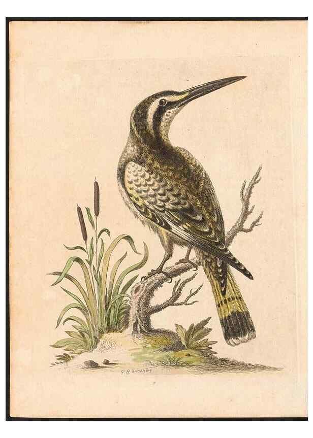 Reproducción/Reproduction 48833461082: A natural history of uncommon birds :. London :Printed for the author, at the College of Physicians in Warwick-Lane,1743-1751.. 