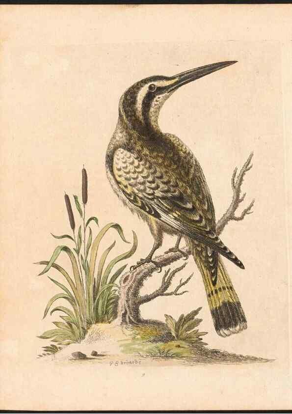 Reproducción/Reproduction 48833461082: A natural history of uncommon birds :. London :Printed for the author, at the College of Physicians in Warwick-Lane,1743-1751.. 