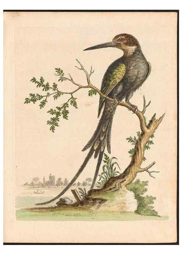 Reproducción/Reproduction 48833461627: A natural history of uncommon birds :. London :Printed for the author, at the College of Physicians in Warwick-Lane,1743-1751.. 