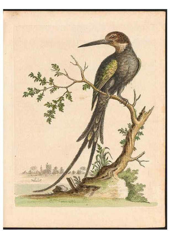 Reproducción/Reproduction 48833461627: A natural history of uncommon birds :. London :Printed for the author, at the College of Physicians in Warwick-Lane,1743-1751.. 