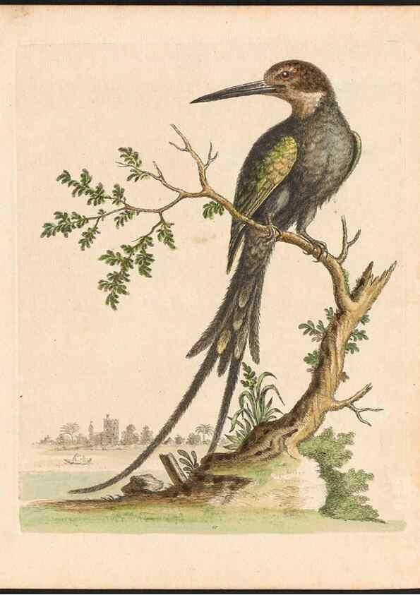 Reproducción/Reproduction 48833461627: A natural history of uncommon birds :. London :Printed for the author, at the College of Physicians in Warwick-Lane,1743-1751.. 