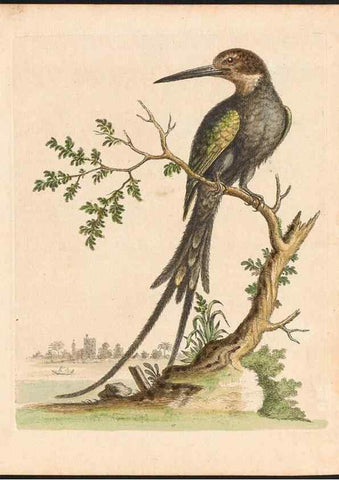 Reproducción/Reproduction 48833461627: A natural history of uncommon birds :. London :Printed for the author, at the College of Physicians in Warwick-Lane,1743-1751.. 
