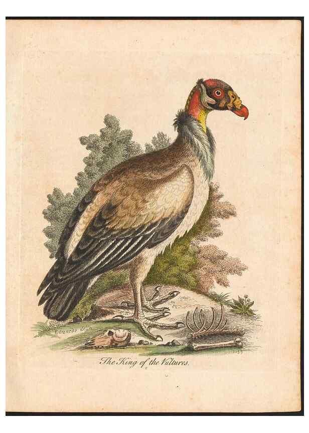 Reproducción/Reproduction 48833290061: A natural history of uncommon birds :. London :Printed for the author, at the College of Physicians in Warwick-Lane,1743-1751.. 