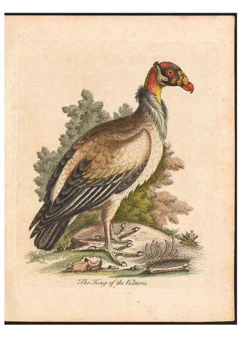 Reproducción/Reproduction 48833290061: A natural history of uncommon birds :. London :Printed for the author, at the College of Physicians in Warwick-Lane,1743-1751.. 