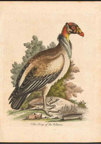 Reproducción/Reproduction 48833290061: A natural history of uncommon birds :. London :Printed for the author, at the College of Physicians in Warwick-Lane,1743-1751.. 