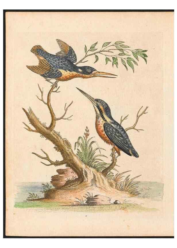 Reproducción/Reproduction 48832922178: A natural history of uncommon birds :. London :Printed for the author, at the College of Physicians in Warwick-Lane,1743-1751.. 