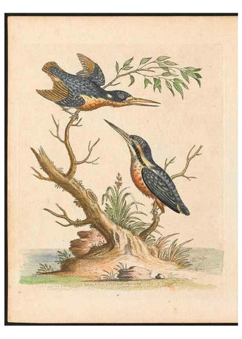 Reproducción/Reproduction 48832922178: A natural history of uncommon birds :. London :Printed for the author, at the College of Physicians in Warwick-Lane,1743-1751.. 