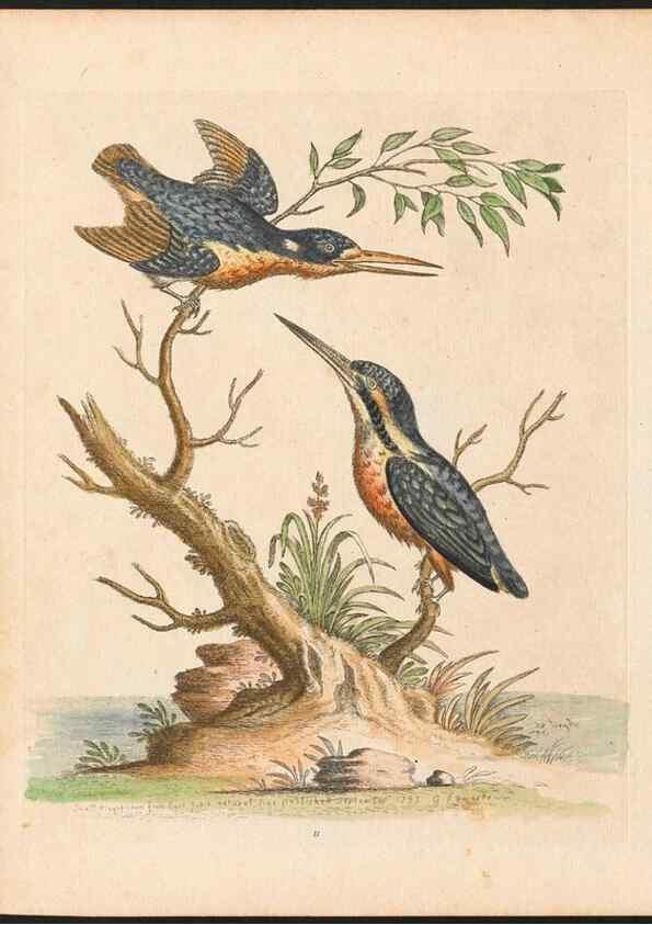 Reproducción/Reproduction 48832922178: A natural history of uncommon birds :. London :Printed for the author, at the College of Physicians in Warwick-Lane,1743-1751.. 