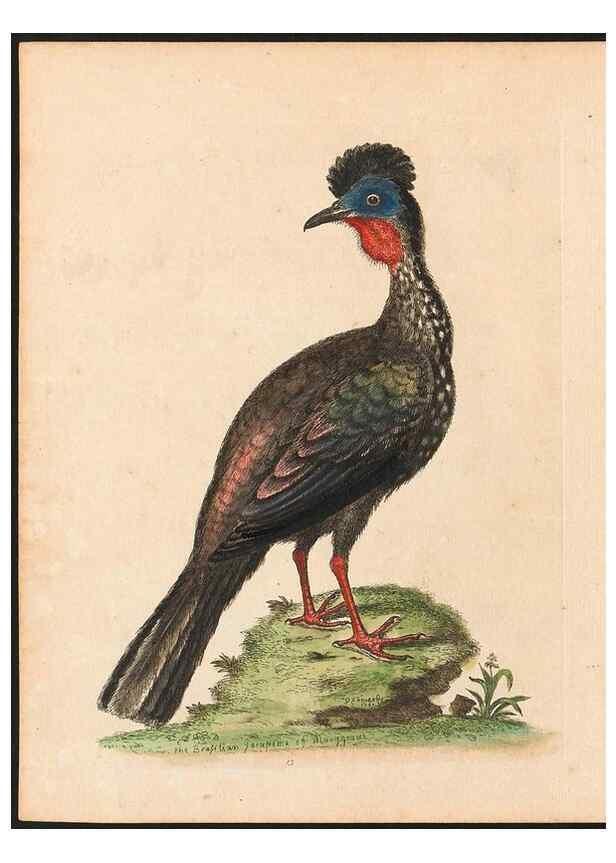 Reproducción/Reproduction 48833463032: A natural history of uncommon birds :. London :Printed for the author, at the College of Physicians in Warwick-Lane,1743-1751.. 