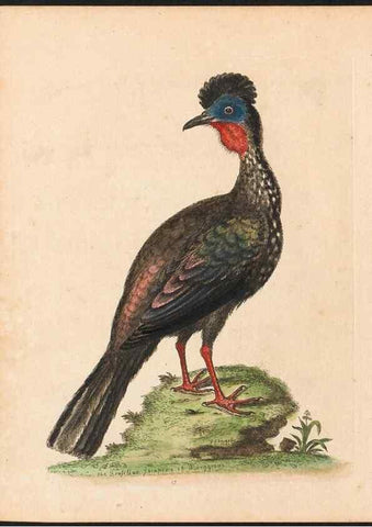 Reproducción/Reproduction 48833463032: A natural history of uncommon birds :. London :Printed for the author, at the College of Physicians in Warwick-Lane,1743-1751.. 