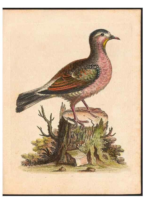 Reproducción/Reproduction 48832923518: A natural history of uncommon birds :. London :Printed for the author, at the College of Physicians in Warwick-Lane,1743-1751.. 