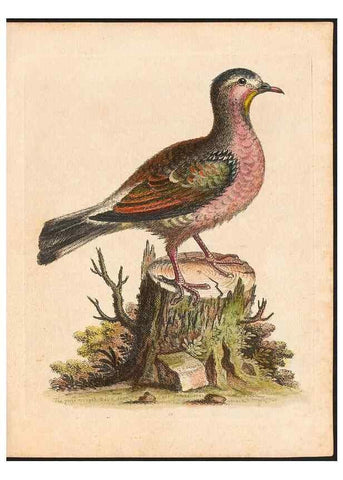 Reproducción/Reproduction 48832923518: A natural history of uncommon birds :. London :Printed for the author, at the College of Physicians in Warwick-Lane,1743-1751.. 