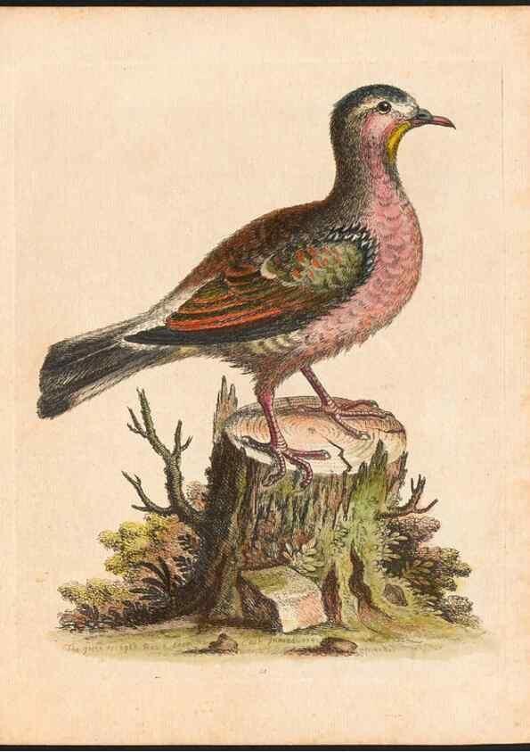 Reproducción/Reproduction 48832923518: A natural history of uncommon birds :. London :Printed for the author, at the College of Physicians in Warwick-Lane,1743-1751.. 