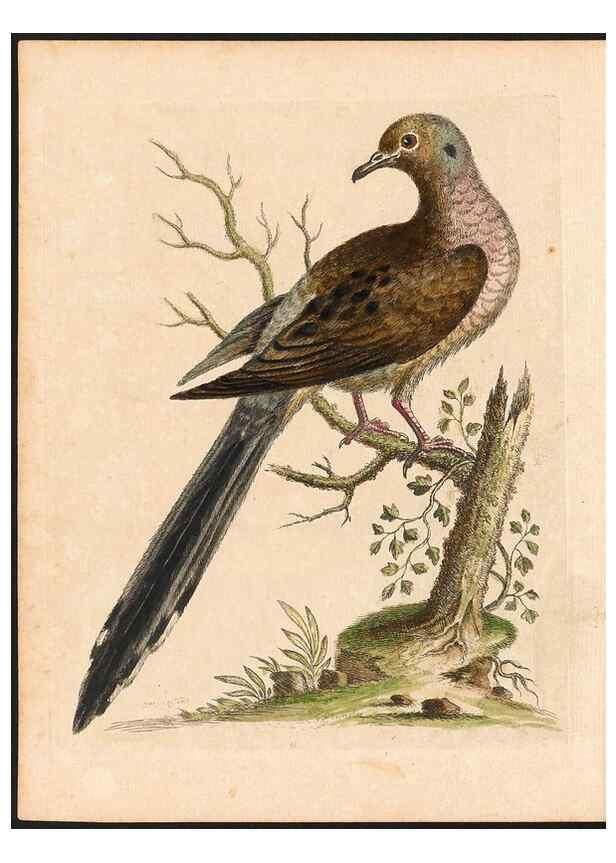 Reproducción/Reproduction 48832923853: A natural history of uncommon birds :. London :Printed for the author, at the College of Physicians in Warwick-Lane,1743-1751.. 