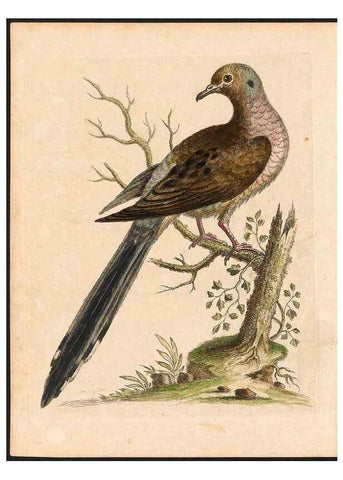 Reproducción/Reproduction 48832923853: A natural history of uncommon birds :. London :Printed for the author, at the College of Physicians in Warwick-Lane,1743-1751.. 