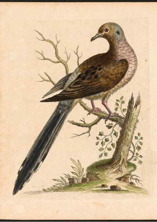 Reproducción/Reproduction 48832923853: A natural history of uncommon birds :. London :Printed for the author, at the College of Physicians in Warwick-Lane,1743-1751.. 
