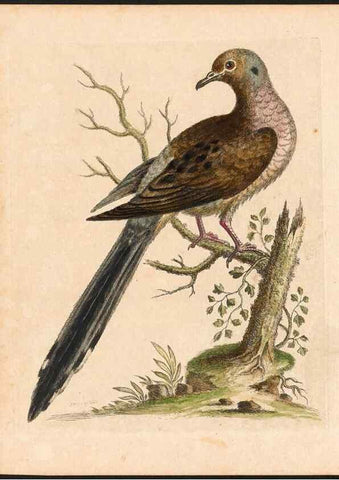 Reproducción/Reproduction 48832923853: A natural history of uncommon birds :. London :Printed for the author, at the College of Physicians in Warwick-Lane,1743-1751.. 