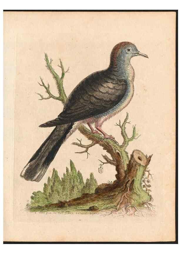 Reproducción/Reproduction 48833464307: A natural history of uncommon birds :. London :Printed for the author, at the College of Physicians in Warwick-Lane,1743-1751.. 