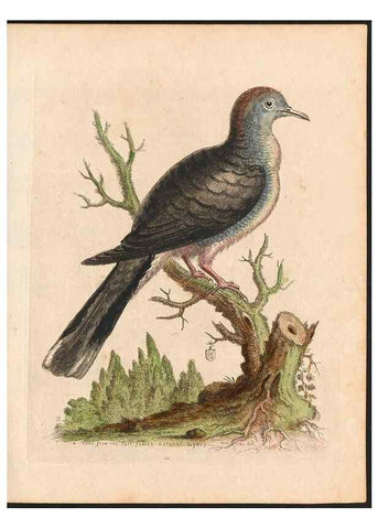 Reproducción/Reproduction 48833464307: A natural history of uncommon birds :. London :Printed for the author, at the College of Physicians in Warwick-Lane,1743-1751.. 