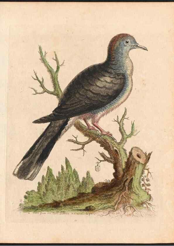 Reproducción/Reproduction 48833464307: A natural history of uncommon birds :. London :Printed for the author, at the College of Physicians in Warwick-Lane,1743-1751.. 