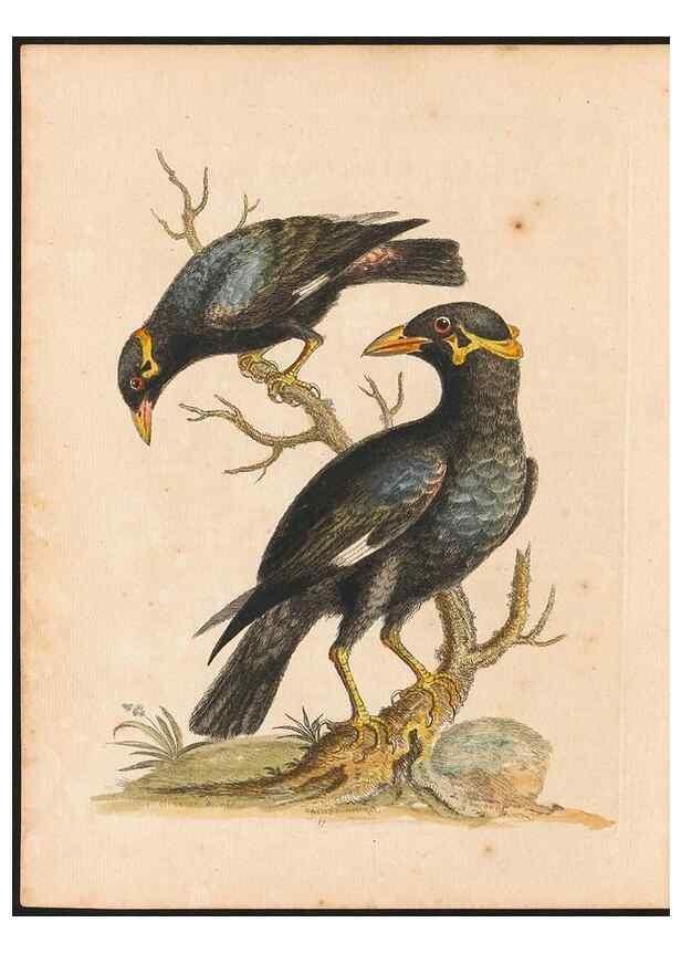 Reproducción/Reproduction 48833464707: A natural history of uncommon birds :. London :Printed for the author, at the College of Physicians in Warwick-Lane,1743-1751.. 