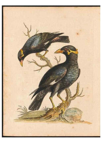Reproducción/Reproduction 48833464707: A natural history of uncommon birds :. London :Printed for the author, at the College of Physicians in Warwick-Lane,1743-1751.. 