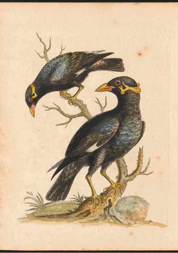 Reproducción/Reproduction 48833464707: A natural history of uncommon birds :. London :Printed for the author, at the College of Physicians in Warwick-Lane,1743-1751.. 
