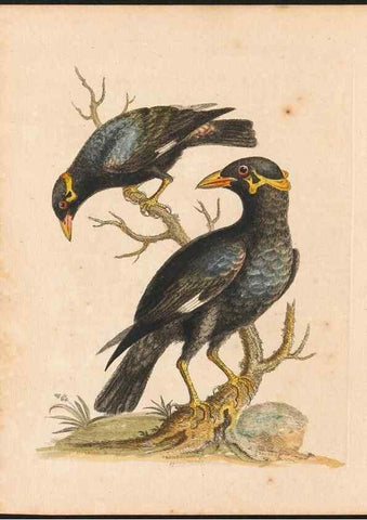 Reproducción/Reproduction 48833464707: A natural history of uncommon birds :. London :Printed for the author, at the College of Physicians in Warwick-Lane,1743-1751.. 