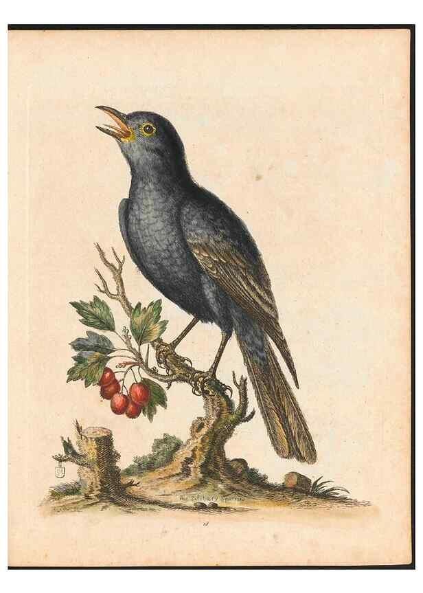 Reproducción/Reproduction 48833297246: A natural history of uncommon birds :. London :Printed for the author, at the College of Physicians in Warwick-Lane,1743-1751.. 