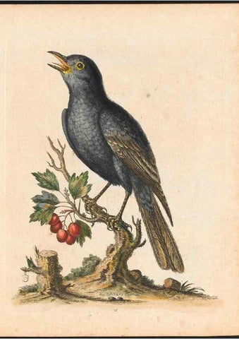 Reproducción/Reproduction 48833297246: A natural history of uncommon birds :. London :Printed for the author, at the College of Physicians in Warwick-Lane,1743-1751.. 
