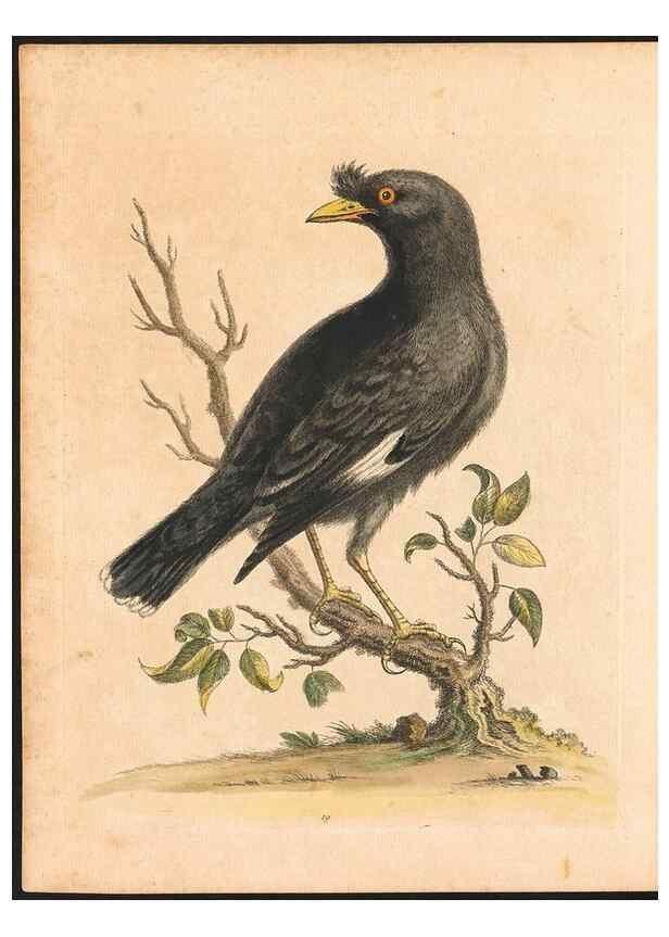 Reproducción/Reproduction 48832925328: A natural history of uncommon birds :. London :Printed for the author, at the College of Physicians in Warwick-Lane,1743-1751.. 