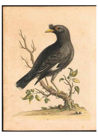 Reproducción/Reproduction 48832925328: A natural history of uncommon birds :. London :Printed for the author, at the College of Physicians in Warwick-Lane,1743-1751.. 