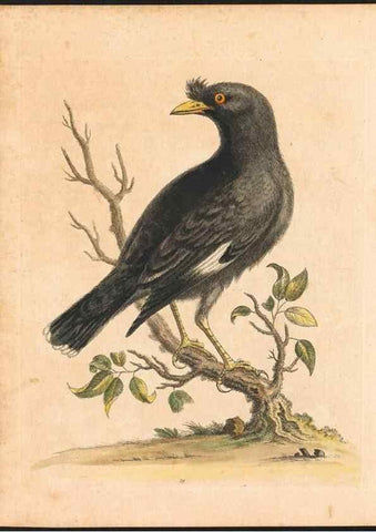 Reproducción/Reproduction 48832925328: A natural history of uncommon birds :. London :Printed for the author, at the College of Physicians in Warwick-Lane,1743-1751.. 