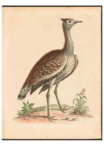 Reproducción/Reproduction 48832922643: A natural history of uncommon birds :. London :Printed for the author, at the College of Physicians in Warwick-Lane,1743-1751.. 